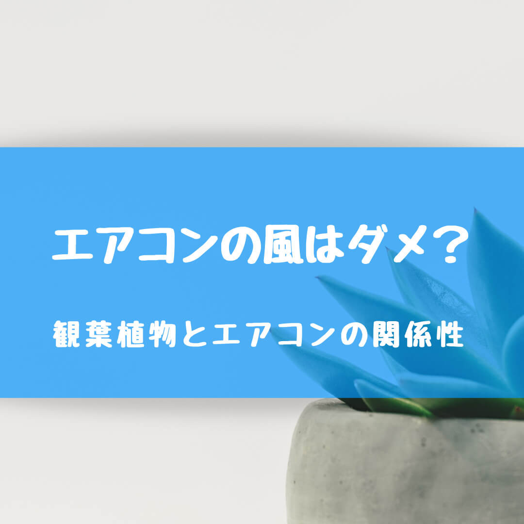 観葉植物にエアコンの風はng 乾燥した風を当てると枯れてしまう 私たちの植物life 観葉植物にエアコンの風はng 乾燥した風を当てると枯れてしまう 私たちの植物life